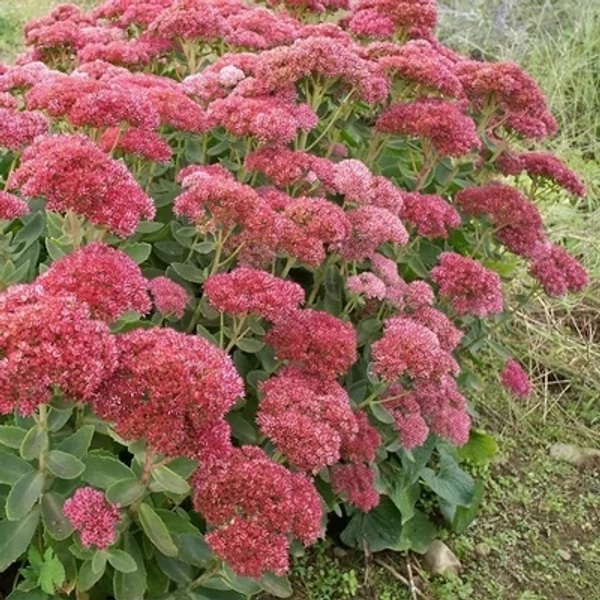 Sedum Autumn Fire varjúháj D14