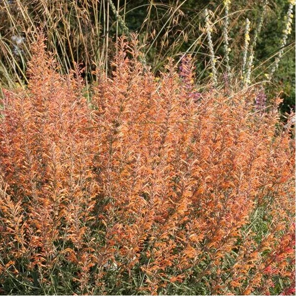 Agastache Firebird Izsopfű CS14