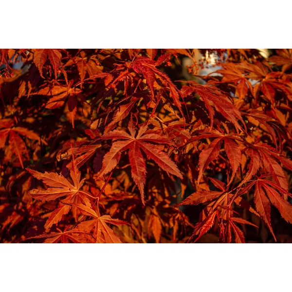 Acer palmatum 'Fireglow' Bush - Japán juhar vörös levelű K18 125/150