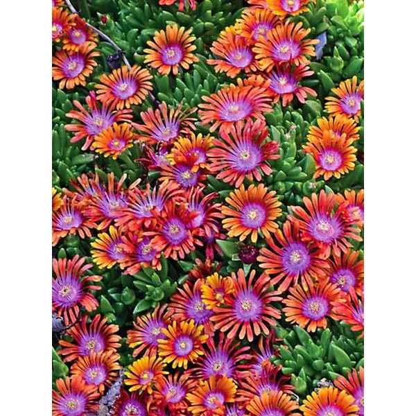 Delosperma ‘Fire Spinner’ – Kristályvirág CS9