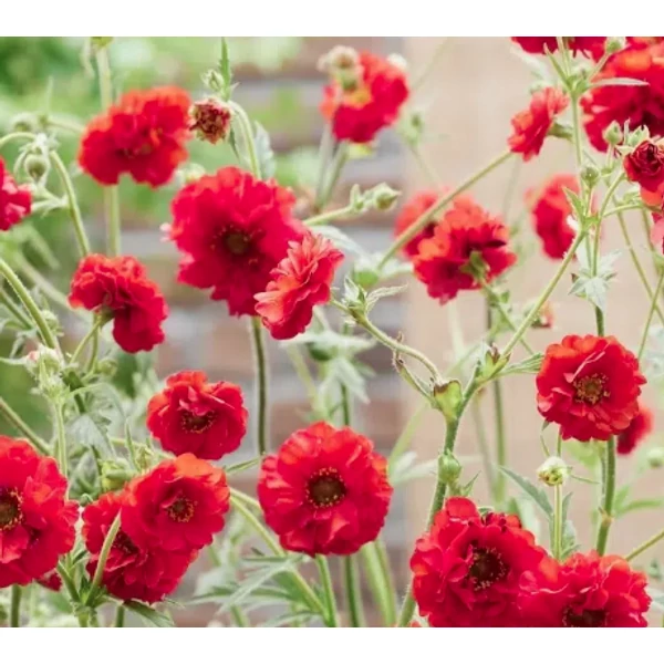 Geum Firestarter - Gyömbérgyökér CS14