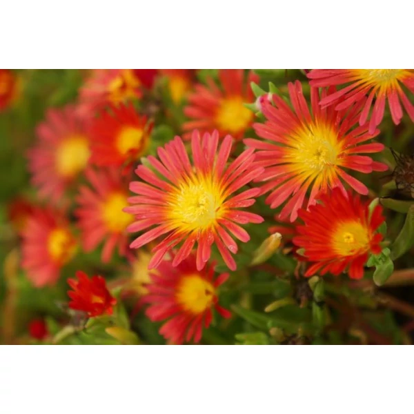 Delosperma 'Wheels of Wonder Fire Wonder' - Kristályvirág Cs10,5