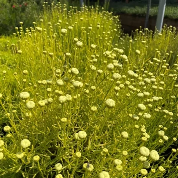 Santolina 'Lemon Fizz' – Cipruska Cs10,5