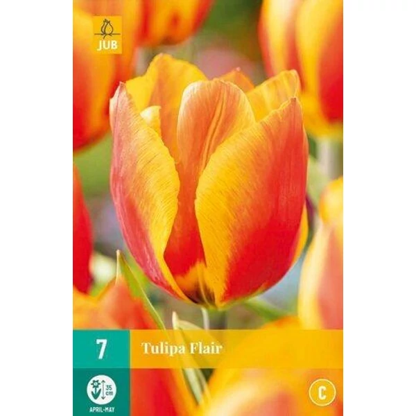 Jub Flair tulipán virághagyma 7db/cs Jub Flair tulipán virághagyma 7db/cs