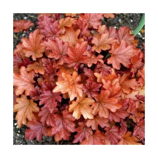 Heuchera Peach Flambé - Tűzeső Cs14