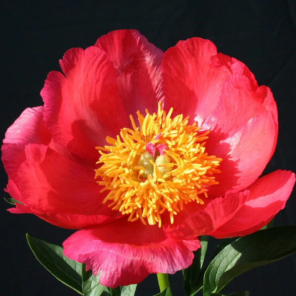 Paeonia lactiflora ‘Flame’ – lágyszárú bazsarózsa K3L