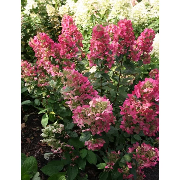 Hydrangea paniculata 'Magical Flame Bokratorch' - Bugás hortenzia K7,5 60-80