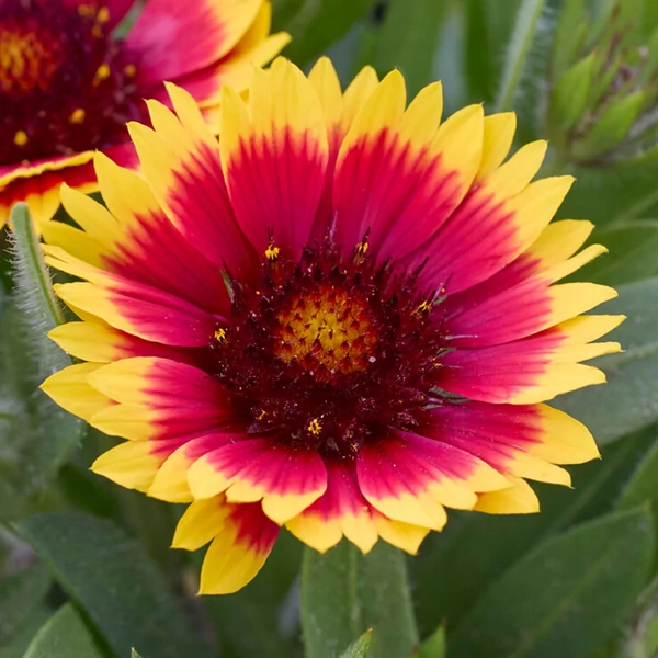 Gaillardia aristata 'Guapa Flamenco Bicolor' - Kokárdavirág Cs14
