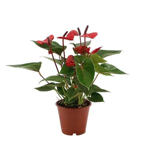 Anthurium - Flamingóvirág 17cs