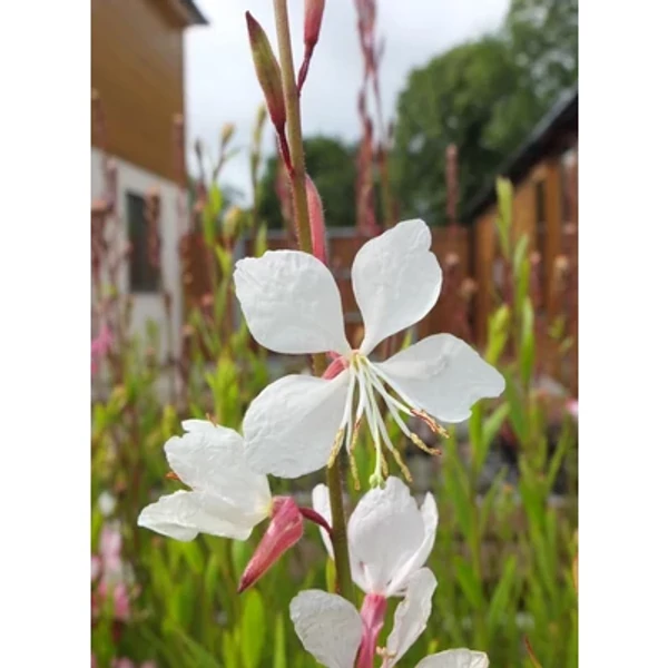 Gaura linheimeri Flamingo White Díszgyertya Cs14