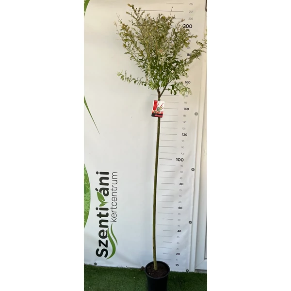 Salix integra 'Flamingo' - Tarka levelű japánfűz 120-140