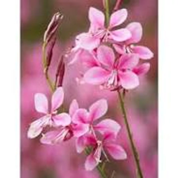 Gaura linheimeri Flamingo Pink- Díszgyertya Cs14