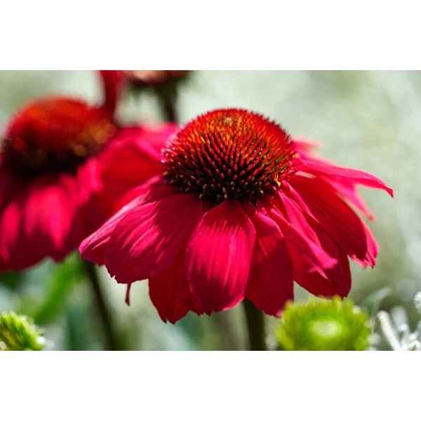 Echinacea MOOODZ Flirty - Bíbor kasvirág Cs15