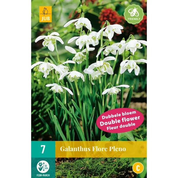 Jub Galanthus Flore Pleno -  hóvirág 7 db/cs