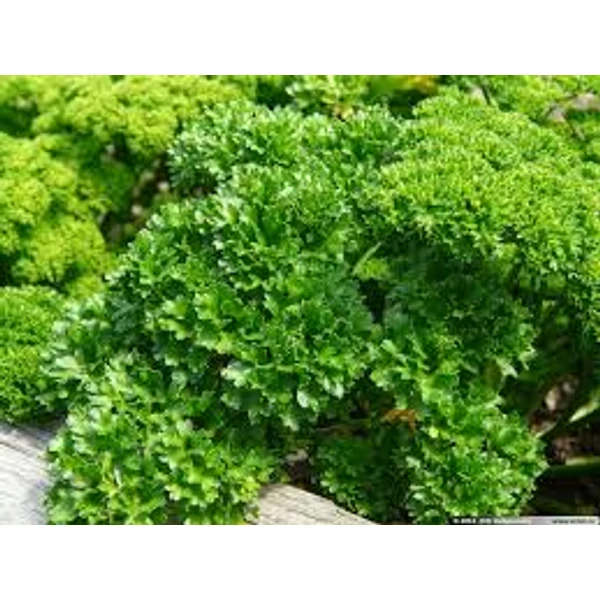Fűszernövény-Fodros  Petrezselyem CS12 Iván