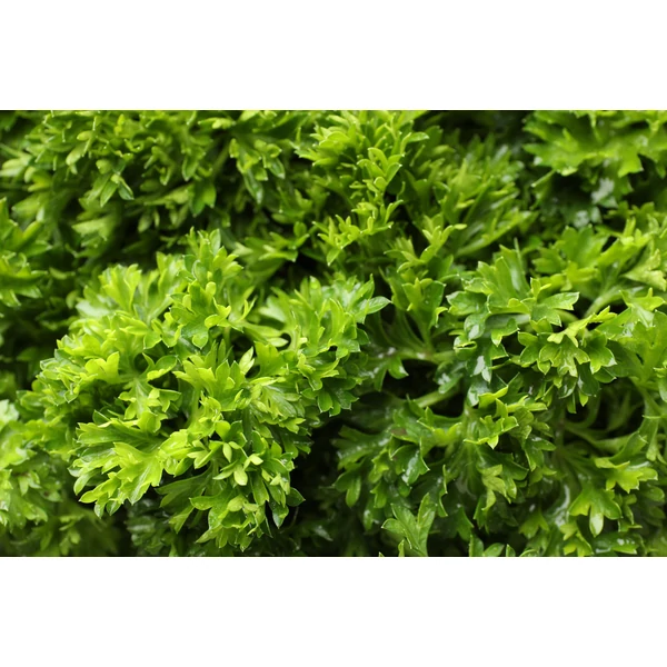 Fűszernövény-Fodros  Petrezselyem CS14