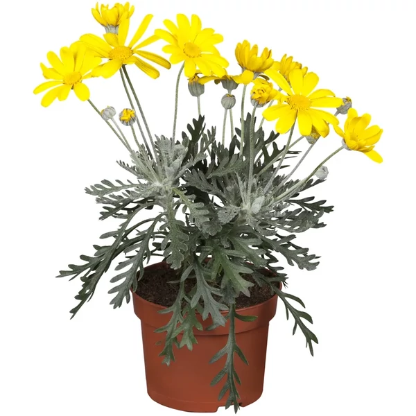 Euryops pectinatus - Földanyavirág CS14