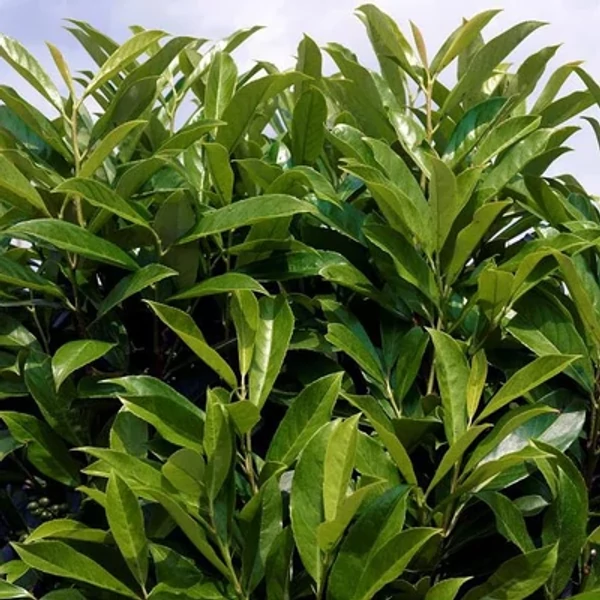 Prunus laurocerasus 'Fontanette' - Oszlopos babérmeggy 80/100 FL