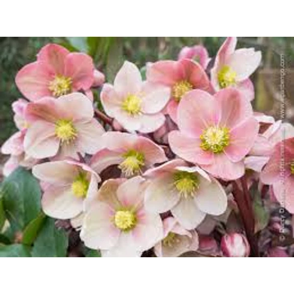 Helleborus Pink Forest  Keleti hunyor K27l 30cm