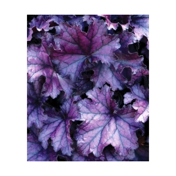 Heuchera Forever Purple - Tűzeső Cs14