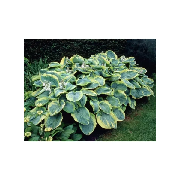 Hosta sieboldiana 'Frances Williams' - Árnyékliliom CS17