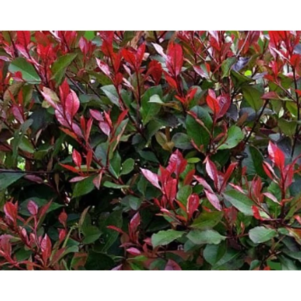 Photinia x fraseri 'Compacta' – Korallberkenye 40-60 K10L 