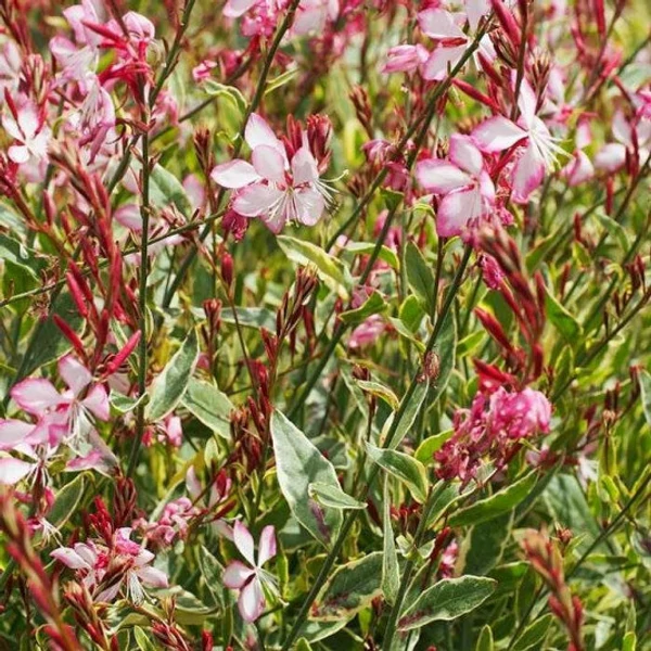 Gaura linheimeri Freefolk Rosy - Díszgyertya Cs14
