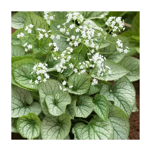 Brunnera macrophylla Mr Morse - Kaukázusi nefelejcs Cs15
