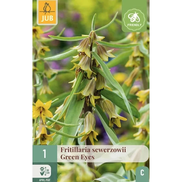 Jub fritillaria sewerzowii Green Eyes 1 db/cs