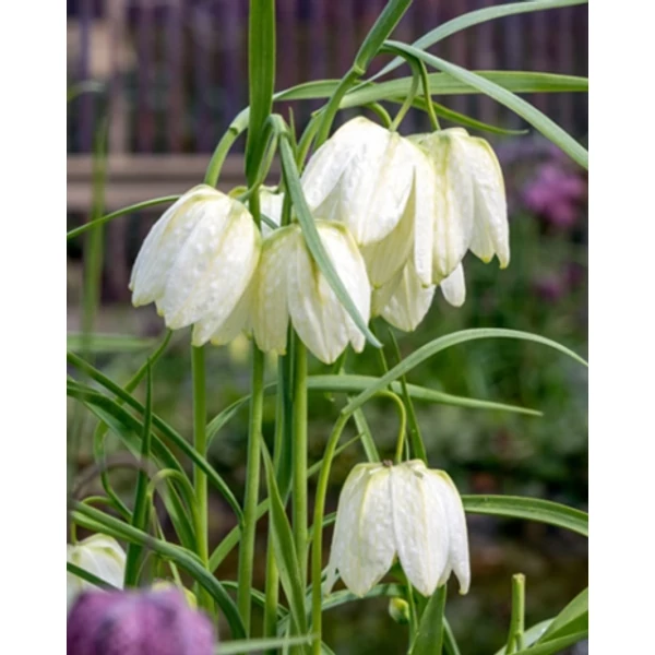 Jub fritillaria meleagris Alba - Mocsári kockásliliom 10 db/cs Jub fritillaria meleagris Alba - Mocsári kockásliliom 10 db/cs