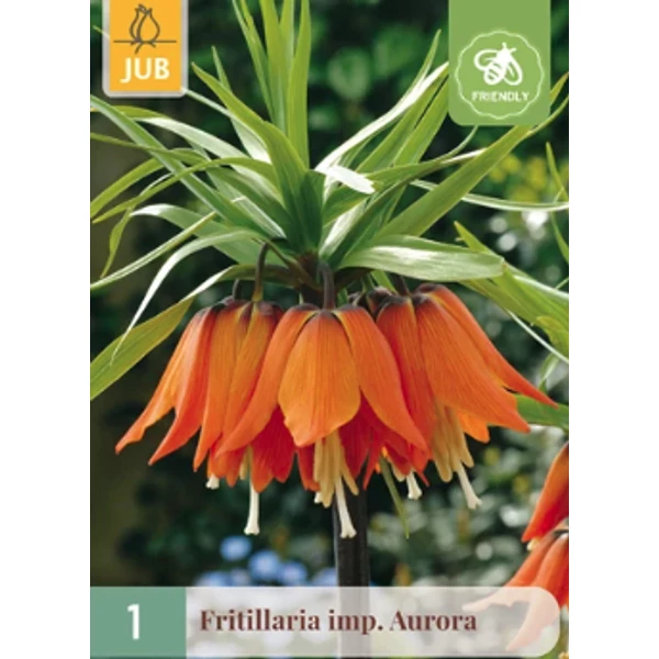 Jub fritillaria imperialis aurora - Császárkorona 1 db/cs