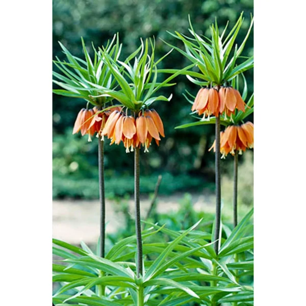 Fritillaria imperialis Aurora 2L