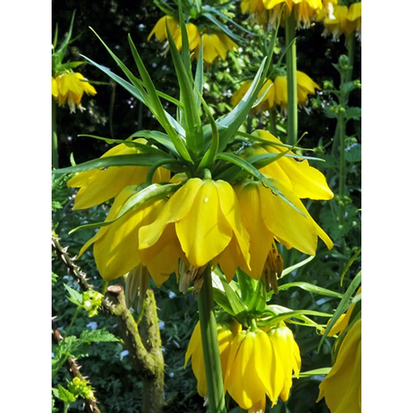 Jub fritillaria imperialis Lutea  - Császárkorona 1 db/cs