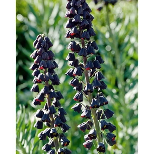Jub fritillaria persica - Perzsa kockáslilom 1 db/cs Jub fritillaria persica - Perzsa kockáslilom 1 db/cs