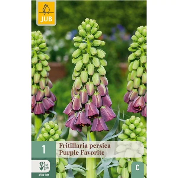 Jub fritillaria persica Purple Favorite - Perzsa kockásliliom 1 db/cs