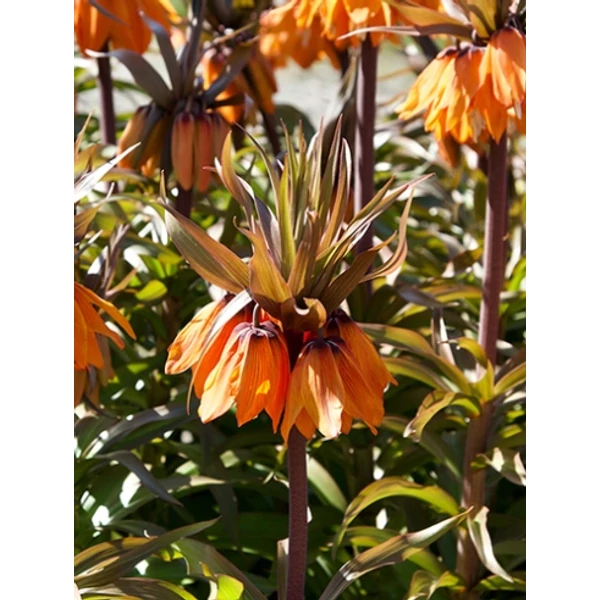 Jub fritillaria imperialis Sunset - Császárkorona 1 db/cs