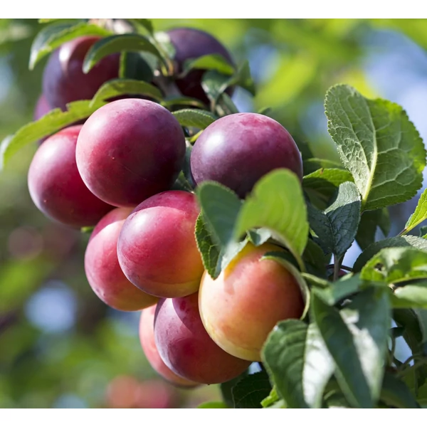 Prunus domestica ‘Formosa’ – Formosa szilva K10