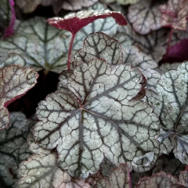 Heuchera Sugar Frosting- Tűzeső Cs14