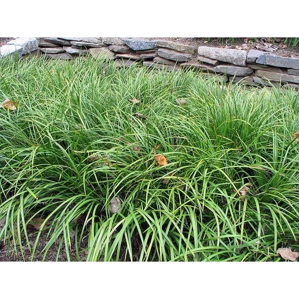 Acorus gramineus - Törpe kálmos 