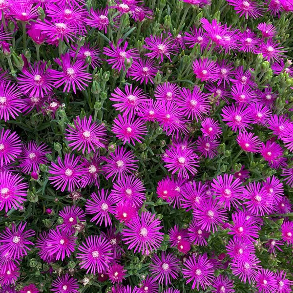 Delosperma cooperi Ice Cream Fuchsia - Kristályvirág CS14