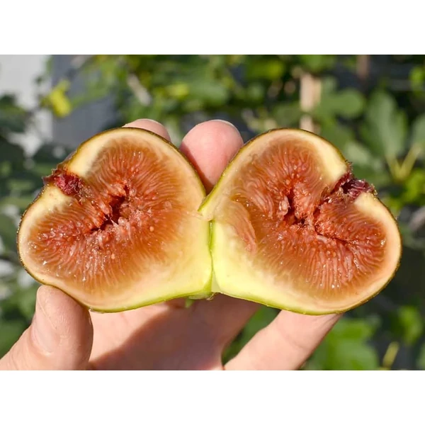 Ficus carica ‘Bornholms Diamant’ – Télálló füge K2 30/40