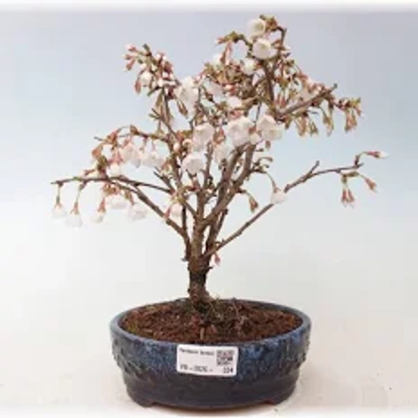 Prunus incisa 'Kojo-no-mai' – Fuji díszcseresznye K2 30/40
