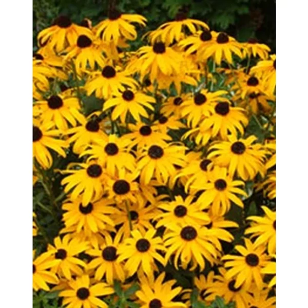 Rudbeckia fulgida 'Little Goldstar' - Pompás kúpvirág