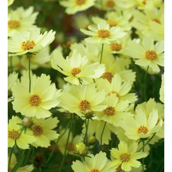 Coreopsis Full Moon - Menyecskeszem Cs14