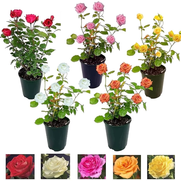 Rosa mix -Futórózsa 2L