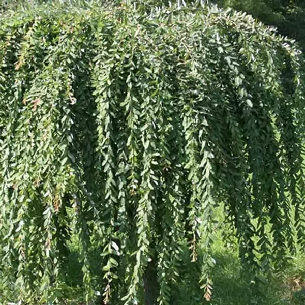 Salix integra 'Pendula' – Japán fűz 140-150 C3