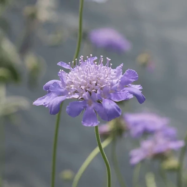 Scabiosa columbaria Mariposa Blue - Ördögszem CS14 	