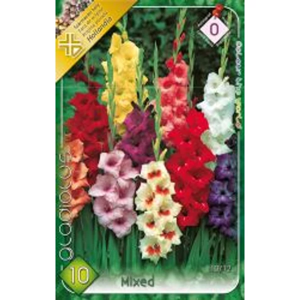 Kardvirág Gladiolus Mixed 10 db/cs