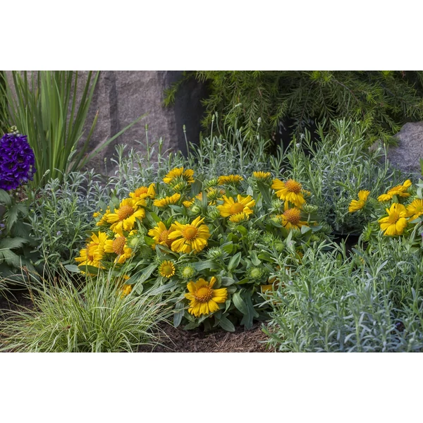 Gaillardia aristata Barican Golden Yellow CS14