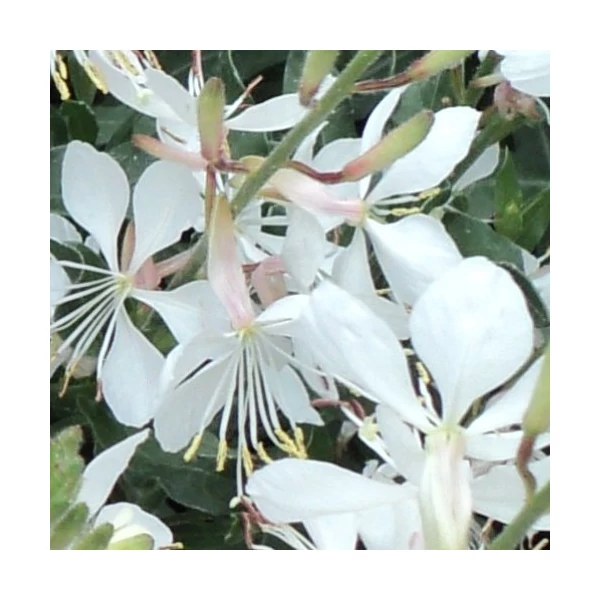 Gaura lindheimeri 'Gambit White'- Díszgyertya Cs14